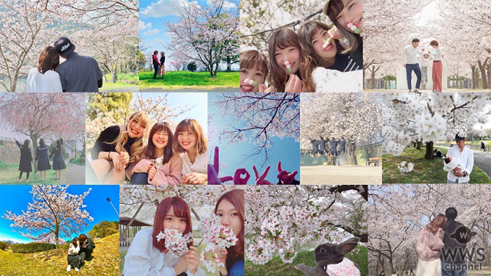 MACO、桜の写真で制作された最新シングル「桜の木の下」のスペシャルムービーが完成